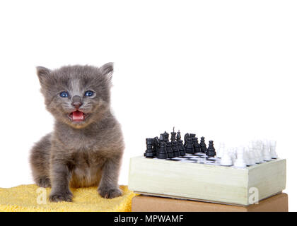 Petit Chaton gris assis sur une couverture jaune à côté d'un petit jeu d'échecs, bouche ouverte à la recherche directement au spectateur isolé sur fond blanc. Banque D'Images