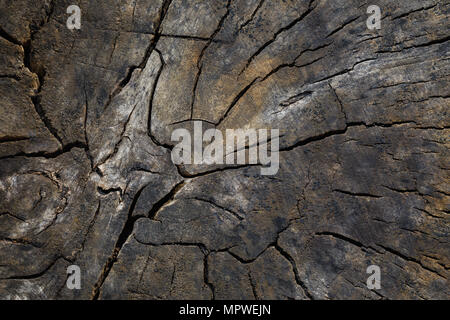 La texture d'un arbre coupé, vue du dessus Banque D'Images