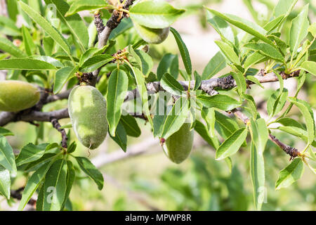 Voyage Turquie - fruits pas mûrs peach sur arbre dans Parc national de Göreme en Cappadoce au printemps Banque D'Images