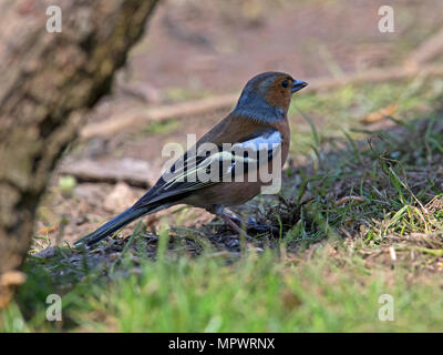 Chaffinch commun mâle debout Banque D'Images