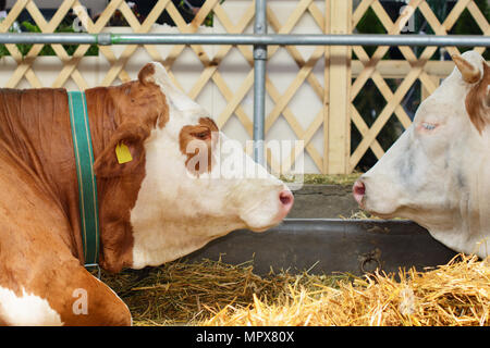 Tête de vache Simmental, une épaule et un avant-bras. Dans un contexte flou, il y a un autre chef d'un Swiss Fleckvieh et une partie d'une étable. Banque D'Images