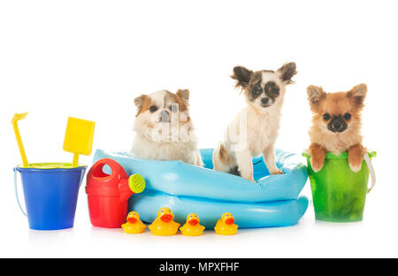 Les Chihuahuas en vacances in front of white background Banque D'Images