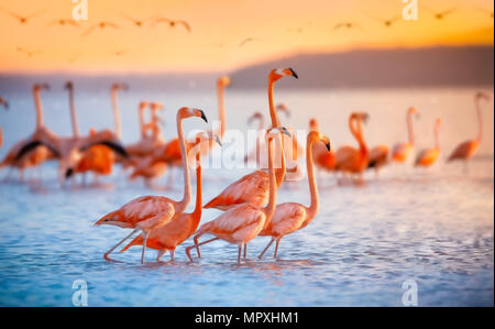 Flamants roses Banque D'Images