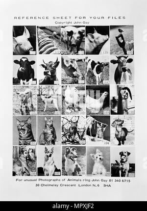 Montage des animaux, 1970. Artiste : John Gay. Banque D'Images