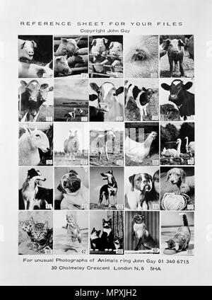 Montage des animaux, 1970. Artiste : John Gay. Banque D'Images