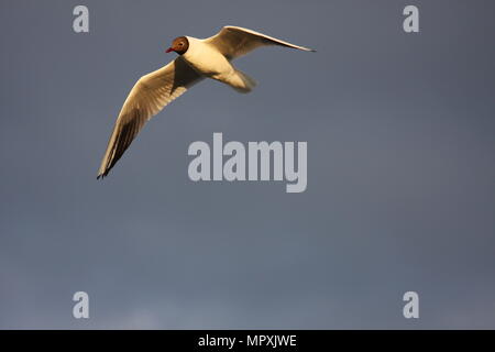 Mouette oiseau survolant le ciel bleu. Banque D'Images