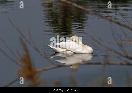 Cygne muet close up nom Latin famille Anatidae Cygnus olor lissage avec élégance dans un lac du centre de l'Italie au printemps Banque D'Images