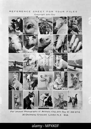 Montage des animaux, 1970. Artiste : John Gay. Banque D'Images