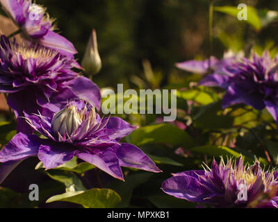 Dans baskig clématite violet le soleil du soir. Banque D'Images