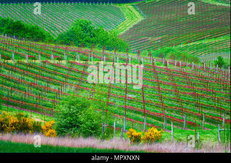 Patchwork de trèfle rouge et de vignes sur un rouleau à côté des collines de l'agriculture. Banque D'Images