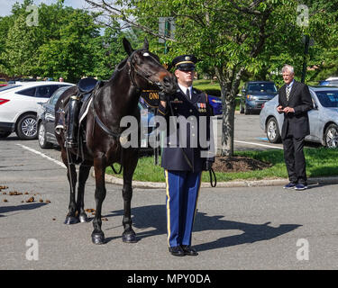 À cheval anglais dans l'Funérailles militaires au cimetière national d'Arlington Banque D'Images