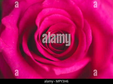 Extreme close-up of pink rose Banque D'Images