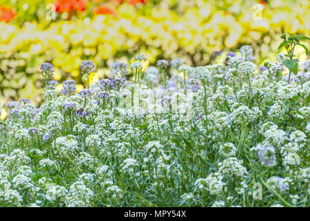 Deux abeilles sur les fleurs violettes au printemps avec des fleurs jaunes à l'arrière-plan Banque D'Images