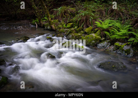 Portrait de rivière qui coule dans la région de Muir Woods National Monument Banque D'Images