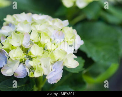 Soft focus blanc crème Hydrangea paniculata Limelight fleurs. Banque D'Images