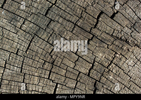 Close-up de souche d'arbre Banque D'Images