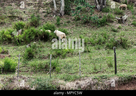 L'herbe de pâturage de moutons hill barbelés Banque D'Images