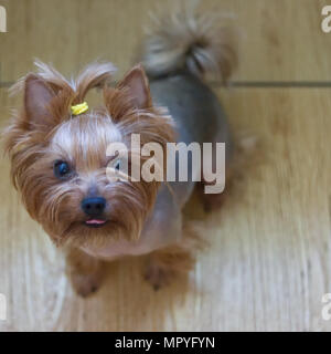 Chien yorkshire terrier est assis sur le plancher Banque D'Images