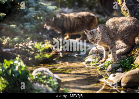 (Wildcats Felis silvestris) dans leur habitat naturel Banque D'Images