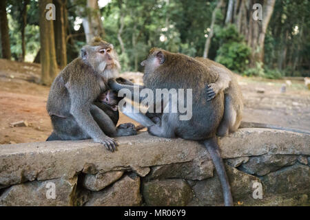 Une famille du balinais singe à longue queue (Macaca fascicularis) avec un bébé assis sur un mur dans l'épouillage forêt des singes sacrés en UB Banque D'Images