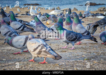 Les pigeons avec de belles couleurs virbant marche sur la plage à se nourrir sur les grains laissés pour eux. Banque D'Images