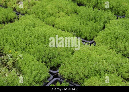 Zhengzh Zhengzh, Chine. 24 mai, 2018. Zhengzhou, Chine-24th mai 2018 : le toit vert peut être vu à Zhengzhou, province du Henan en Chine centrale. Crédit : SIPA Asie/ZUMA/Alamy Fil Live News Banque D'Images