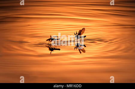 Le soleil qui illumine les moustiques comme ils pondent dans une flaque boueuse. ©Peter Cripps/Alamy Live News Banque D'Images