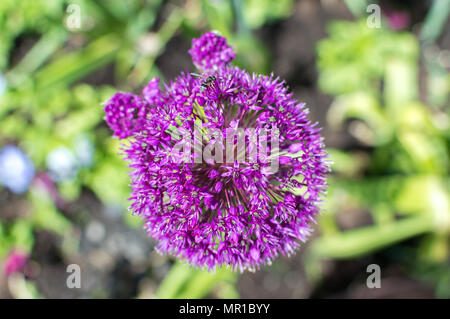 Allium giganteum, également connu sous le nom de l'Oignon géant avec une petite guêpe sur elle, Canada Banque D'Images