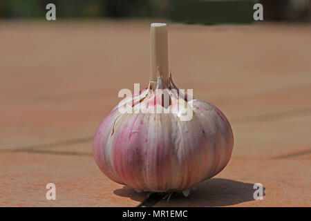 Seul l'ail Allium sativum montrant l'individu gousses au soleil au printemps en Italie Banque D'Images
