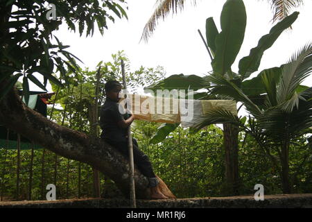 Garçon posé sur un arbre dans l'eau dormante Keralan, Inde Banque D'Images