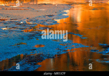 Goleta Slough, l'eau de l'océan remplir la région pendant la marée haute. Banque D'Images