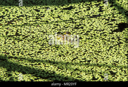 Un étang permanent sur Travis Air Force Base, Californie, Avril 20, 2017. Une saison des pluies supérieures à la moyenne pour la Californie a rempli les étangs et mares printanières sur Travis à ras bord. Une espèce envahissante en Californie, la American Bullfrog, se cache dans les mauvaises herbes canard, mange tout ce qu'elle peut attraper. La présence de grenouilles sont une indication d'un environnement sain. (U.S. Air Force photo/ Heide Table) Banque D'Images