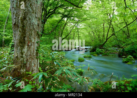 Oirase Stream in Keiryu Towada Parc National, le Japon. Le flux est à pied 14 km de long et dispose d'une série de courants et de cascades. Banque D'Images