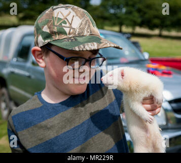 La Barlow Hunt Dog Show - Jeune garçon tenant un furet (Mustela putorius furo) à un pays voir un après-midi d'été Banque D'Images