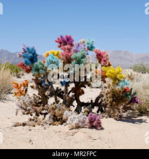 Peint un buisson dans le désert de Mojave. Banque D'Images