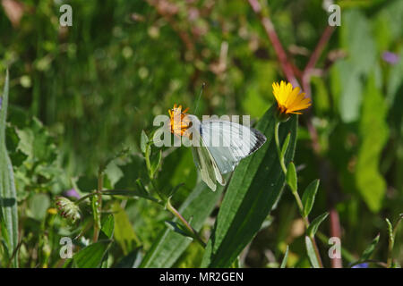 Grand mâle papillon blanc Amérique Pieris brassicae se nourrissant d'un champ de fleurs de souci parfois calle Mary's calendula arvensis latine d'or au printemps en Banque D'Images