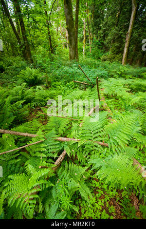 Forêt pluviale tempérée du nord-ouest du Pacifique Banque D'Images