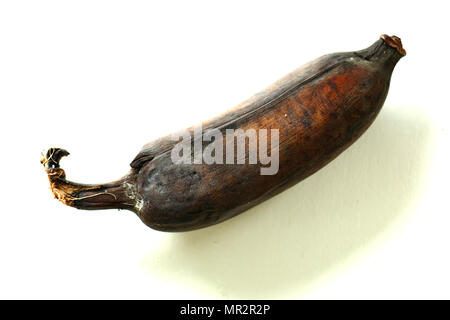 Bananes cultivées isolé sur fond blanc Banque D'Images