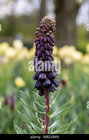 Fritillaria persica et fleurs tulipes jaunes dans un jardin en fleurs Banque D'Images