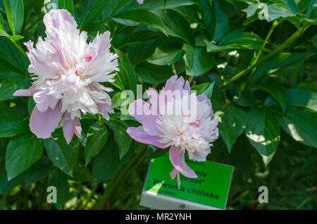 La pivoine 'Sorbet'. close-up de deux fleurs dans le jardin botanique de Wroclaw Pologne Banque D'Images