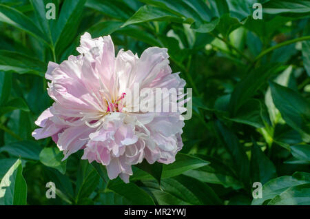 La pivoine 'Sorbet'. close-up en jardin botanique à Wroclaw Pologne Banque D'Images