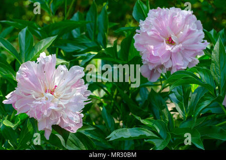 La pivoine 'Sorbet'. close-up de deux fleurs dans le jardin botanique de Wroclaw Pologne Banque D'Images