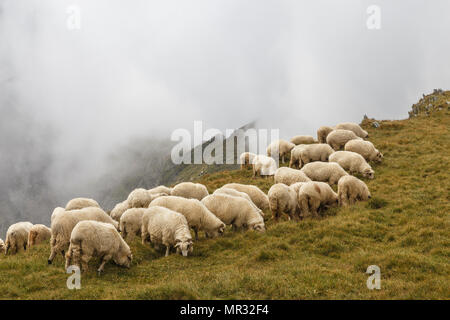 Troupeau de moutons sur les prés d'été dans les montagnes, Brasov, Roumanie Banque D'Images