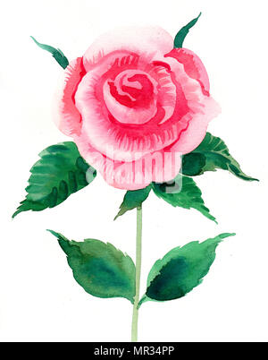 Aquarelle rose fleur rose Banque D'Images