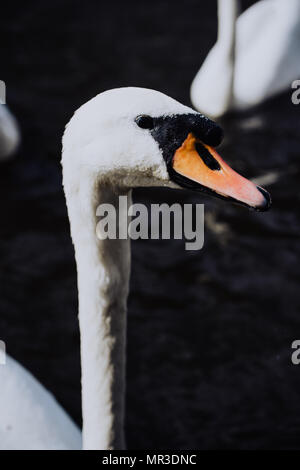 La tête d'un cygne curieux qui arrivait derrière la jetée du lac Alster à Hambourg, Allemagne Banque D'Images