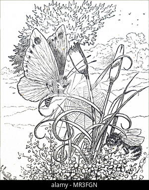 Illustration représentant un papillon et abeille illustré par George Cruikshank. George Cruikshank (1792 à 1878) un caricaturiste britannique et illustrateur de livres. En date du 19e siècle Banque D'Images