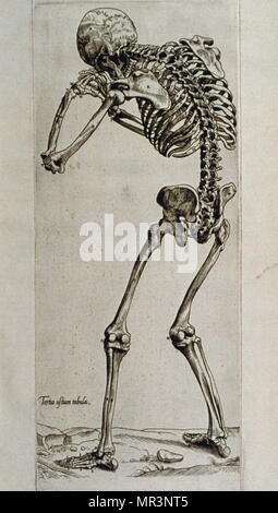 Forme humaine dessiné par Andreas Vesalius (1514 - 1564) un 16e siècle flamand, médecin anatomiste, Russisch. À partir de ses livres influents de l'anatomie humaine, De humani corporis fabrica (sur le tissu du corps humain). Vesalius est souvent désigné comme le fondateur de l'anatomie humaine moderne. Banque D'Images