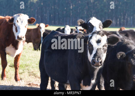 Vaches qui paissent dans la verte campagne Argentine Banque D'Images