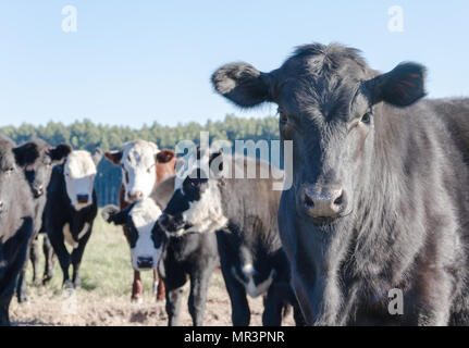 Vaches qui paissent dans la verte campagne Argentine Banque D'Images