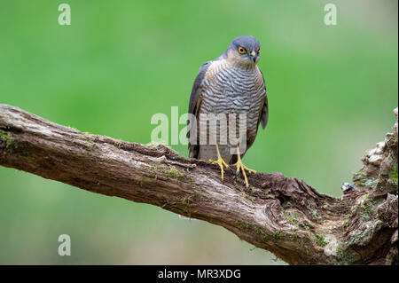 Une femelle fauve (Accipiter nisus) perché sur une branche dans la forêt. Banque D'Images